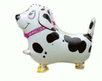 Dalmation