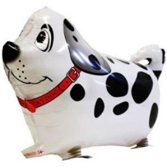 Black Spotted Dog